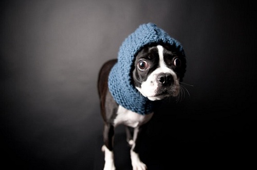 Dog in snood