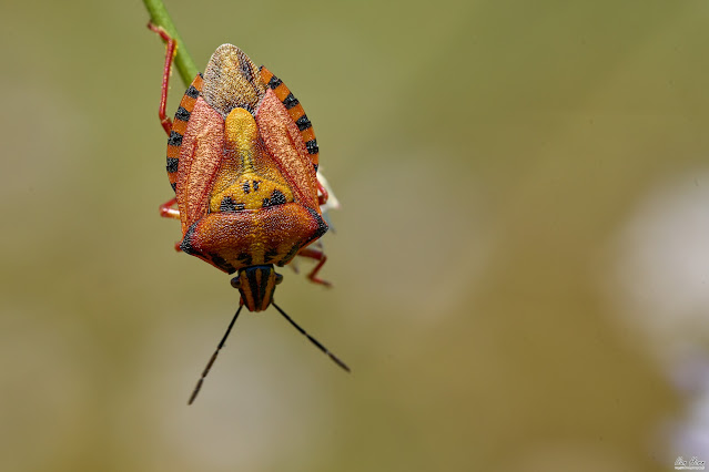 Photogenic Bug