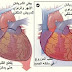 حقائق حول التبرُّع بالأعضاء والأنسجة في هولندا.