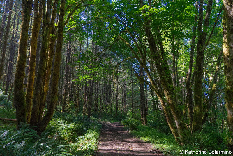 Molalla River Trails System Huckleberry Trail 5 Great Hikes in Oregon’s Mt. Hood Territory