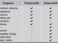 Perbedaan Prokariotik Dan Eukariotik Dalam Bentuk Tabel
