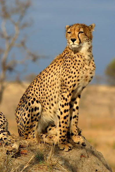 Cheetah is the sixth among the largest cats in the world.