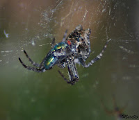 Araña orbitela de las chumberas(Cyrtophora citricola).