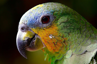 तोता के बारे में जानकारी | 48 Interesting Facts About In Parrot In Hindi - anokhagyan.in