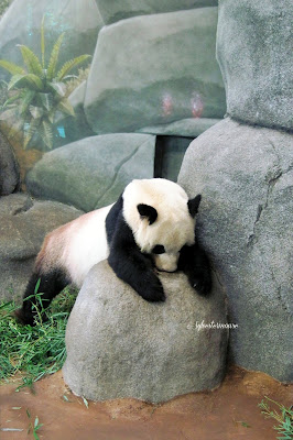 The Memphis Zoo - Panda Photo by Cynnthia Sylvestermouse