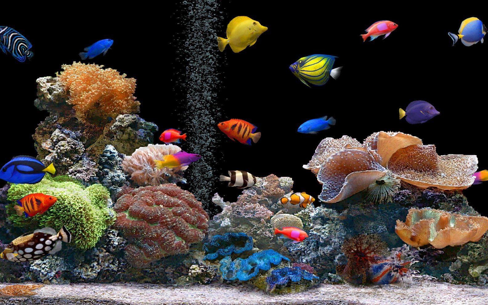 Dunia ikan  hias  Jenis Ikan  Hias  Air Tawar Aquarium 