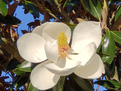 200以上 マグノリア　花 341384-マグノリア 花 時期