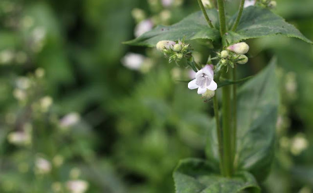 Foxglove Beardtongue Flowers Pictures