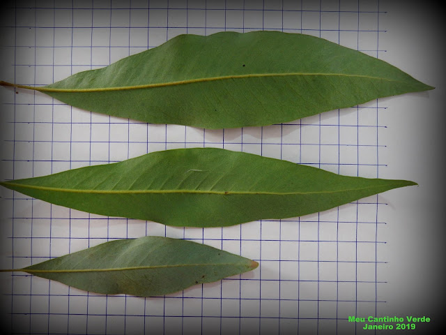 leaf CACHO-DE-MARFIM - ( Buckinghamia celcissima )