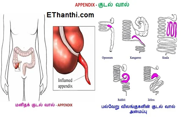 மனித உடம்பில் இருக்கும் விஷயங்கள் !