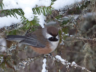 Poecile hudsonicus - Mésange à tête brune