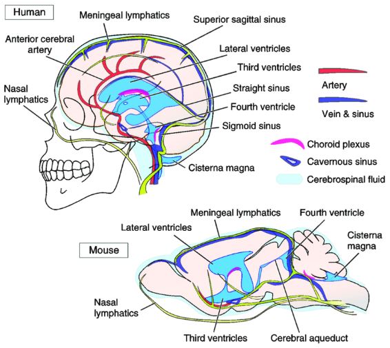 anatomi pembuluh darah otak