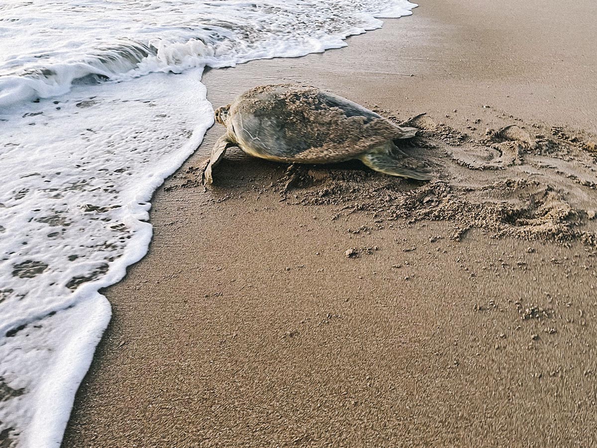 Sea Turtle at Playalinda Beach