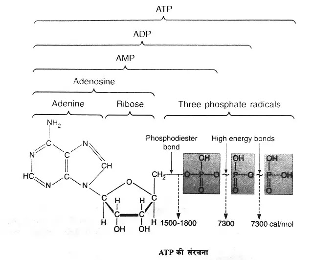 कोशिका में ऊर्जा तथा इलेक्ट्रॉन वाहक  (Energy and Electron Carriers in the Cell)|hindi