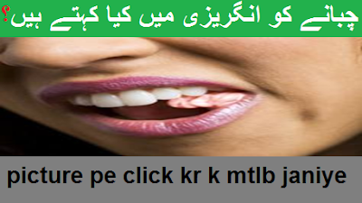 chabana چابانا means in english, chabana چابانا ki english, what is meaning of chabana چابانا in english, learn english new words in urdu, learn urdu words in english, daily new english vocabulary with synonym and definition, how to improve my english by urdu with easy way and free, how to learn online free english, Chew ki urdu, Chew means in urdu, definition of Chew, learn Chew synonym and definition,