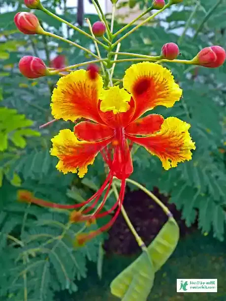 Krishna Chura Flower Images - Flower Pics - Flower Pic 2023 Images - Flower Pictures Download - Different Flowers Images - fuller chobi - NeotericIT.com - Image no 1