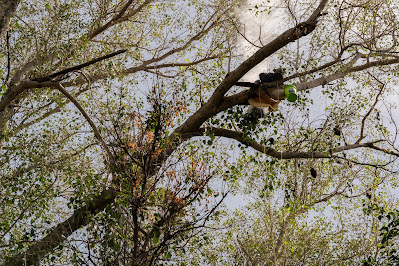 Honey harvesting is one of the occupations of the tribal peoples, and they are masters in their work. Tribal people's cultures and languages are different. They follow the Honey Bees to find where the beehive is located.