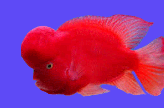 Ikan Louhan Super Red Synspillum