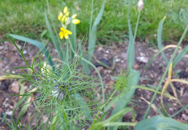 cutting garden progress. How to grow your own flowers