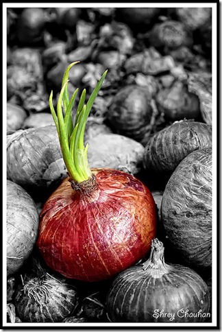 Odd One Out Photo credit Shrey Chauhan