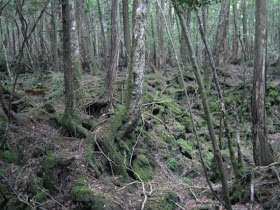 Hutan Aokigahara