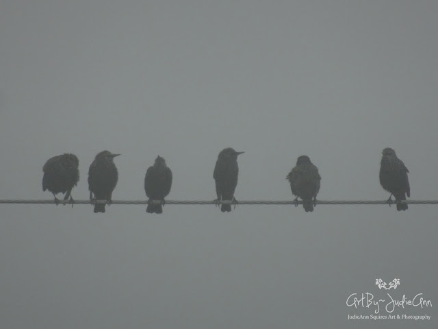 European Starlings Photo