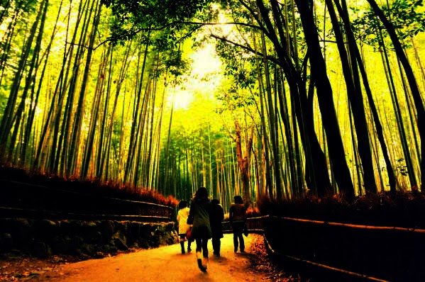 bamboo, beautiful, forest, japan, natural, 