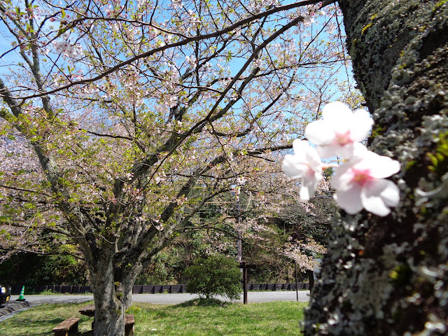むきばんだ遺跡公園駐車場のソメイヨシノ桜