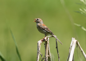 Field Sparrow - Sharonville SGA, Michigan, USA