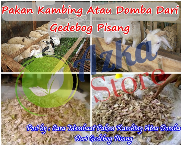 Cara Membuat Pakan Kambing Atau Domba Dari Gedebog Pisang