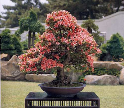 bonsai trees