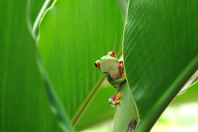 Tortuguero National Park  