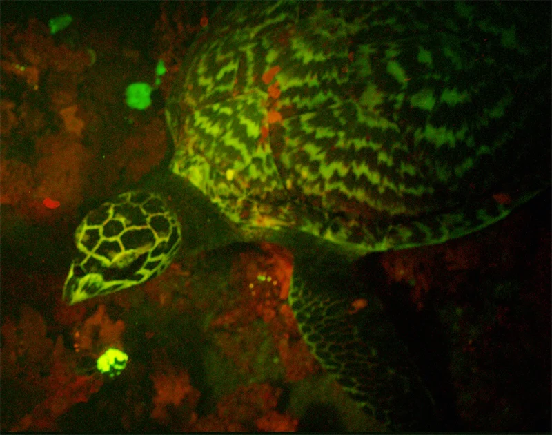 The Glow in the Dark Turtle