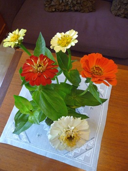 023 Zinnia Daniel Grankvist