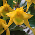 Dendrobium Trigonopus - Kim điệp thơm