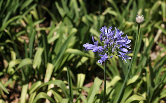 African Lily Flowers Pictures