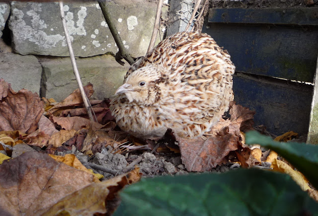 5 year old Golden Italian Speckled Coturnix Quail