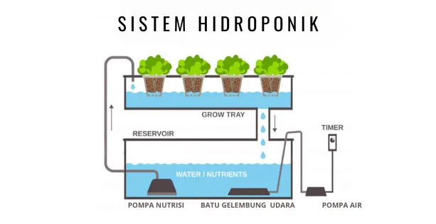 Perbedaan Utama Antara Hidroponik dan Aeroponik, Kamu Pilih yang Mana