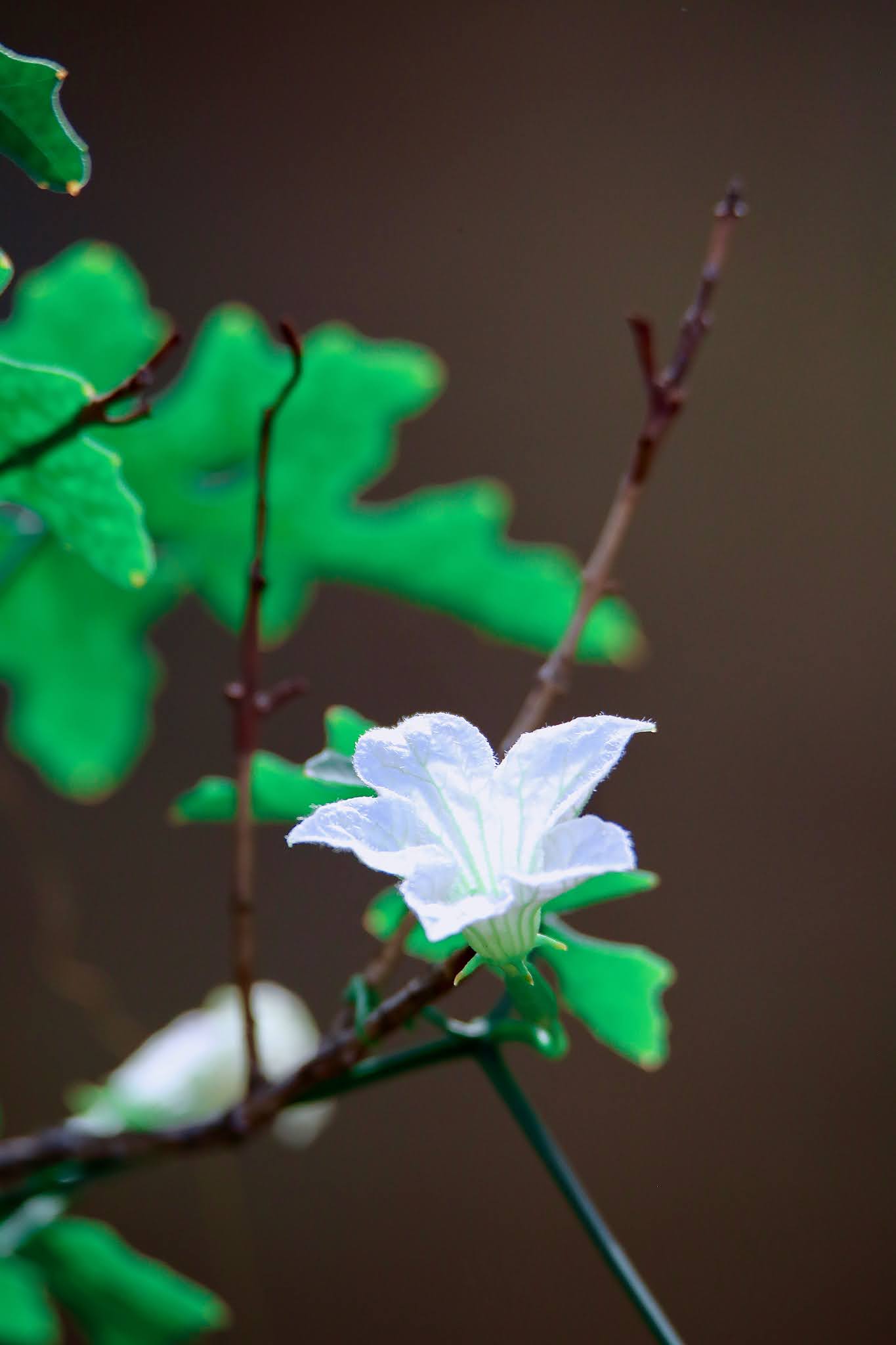 Ivy Gourd Flowers high resolution free