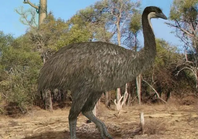 7 world's largest extinct birds