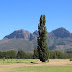 Greening the future: Vergelegen wine estate unveils plans for vast arboretum 