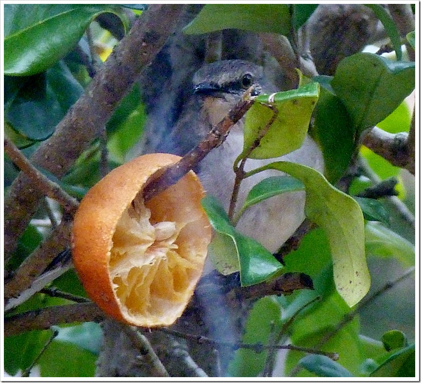 P1190158