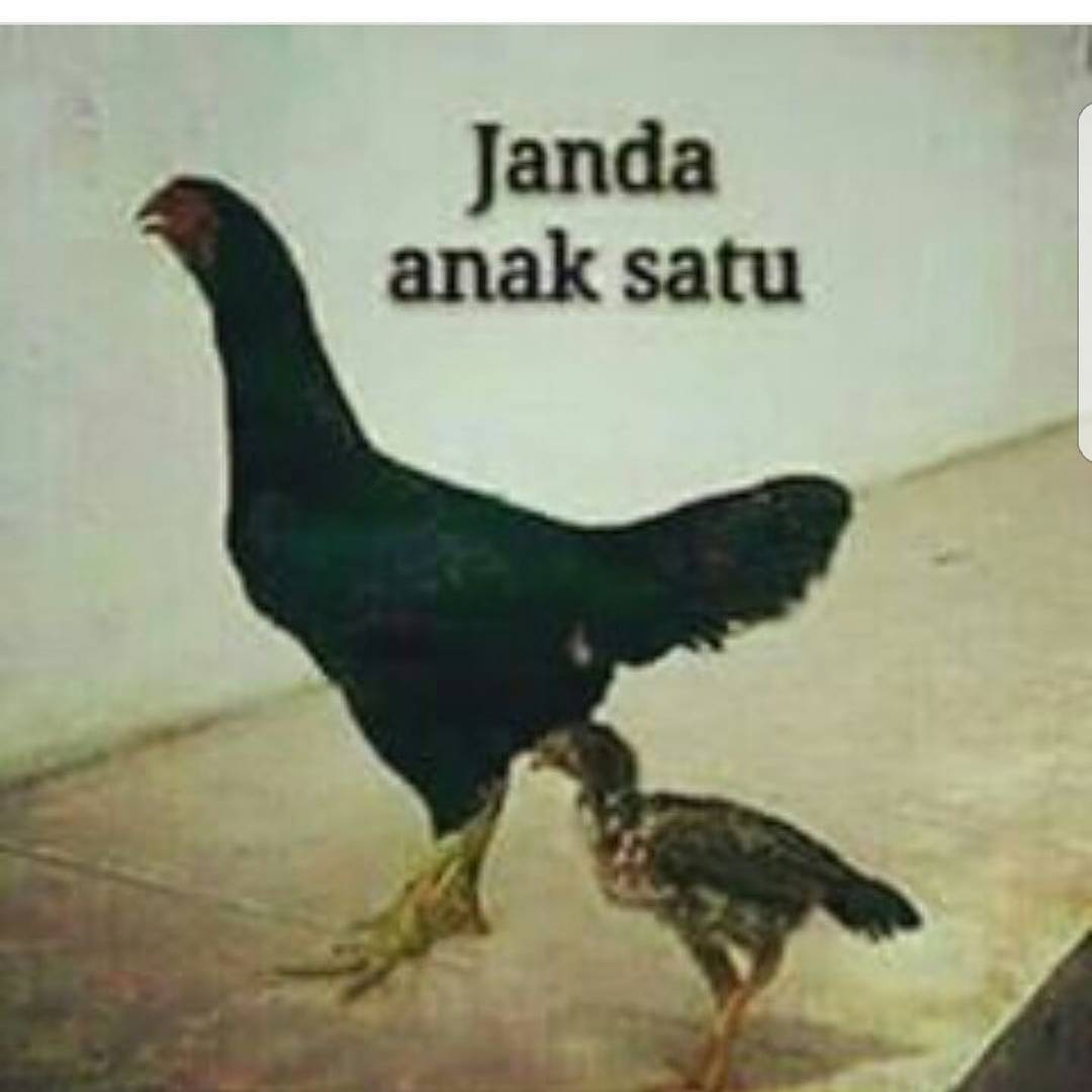 Foto Meme Lucu Janda DP BBM Jomblo