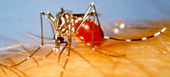 dengue mosquito