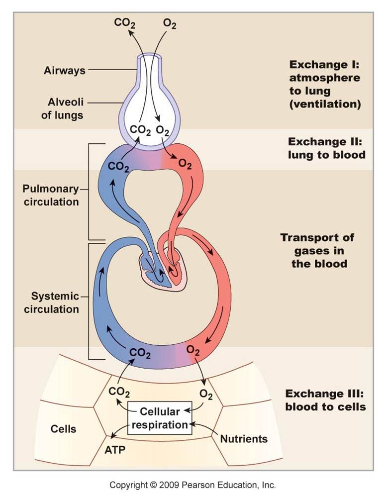 My Biomedical Notebook Respiratory Physiology