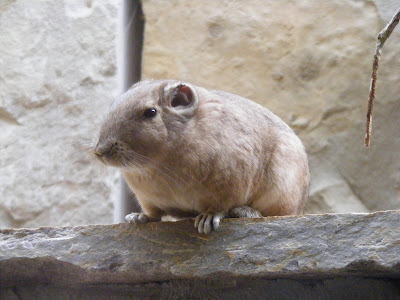 Hyrax Animal