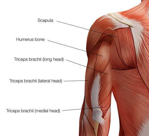 Tricep anatomy