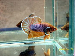 warna warni 7 Ikan Cupang tercantik di Dunia 
