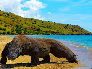 Komodo island (Flores)