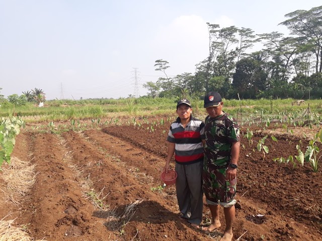 Babinsa Koramil 06/Cimanggis Dampingi Petani Intensifkan Tanaman Palawija